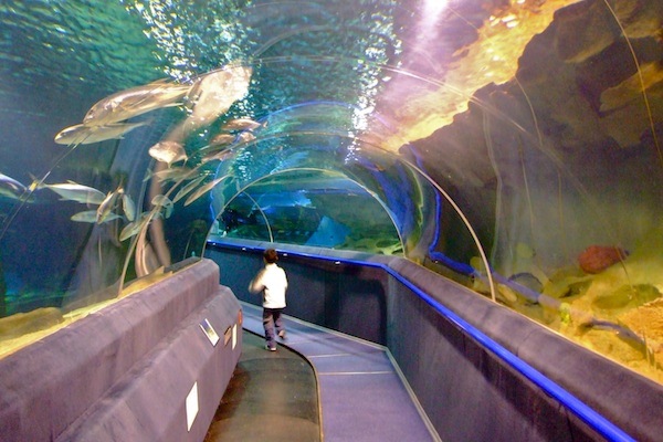 Isolated Aquarium